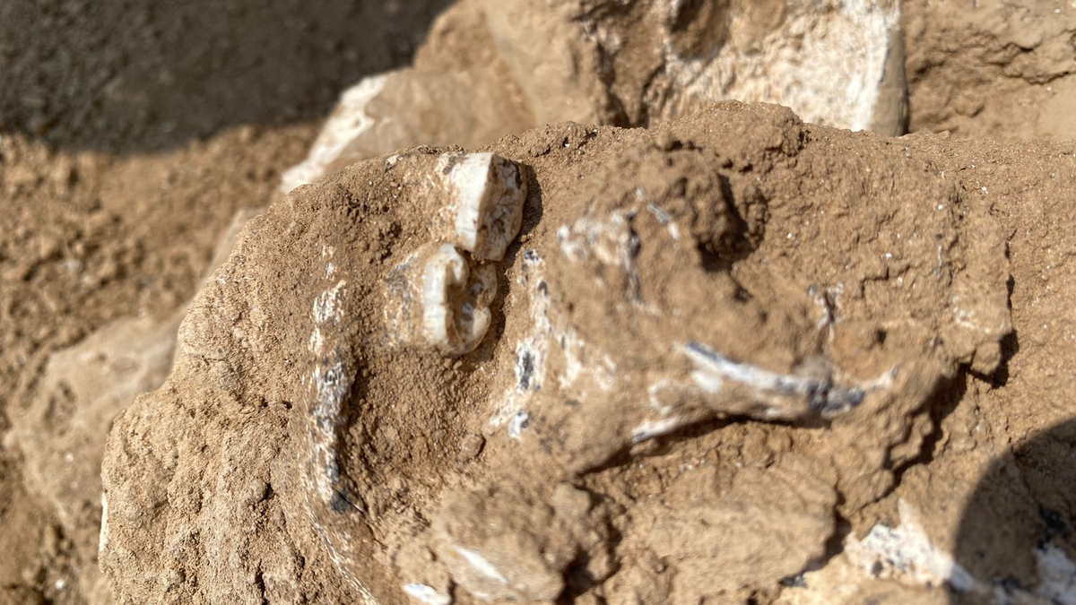 two hominin teeth peek out of a mass of bone embedded in orange-brown dirt