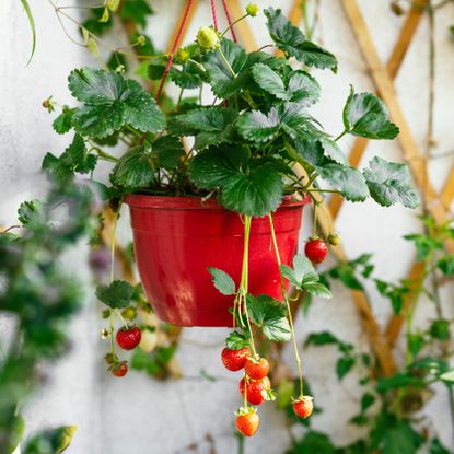 Strawberry plant in a hanging basket