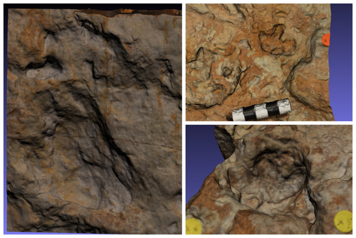 An adult and two baby stegosaurus tracks