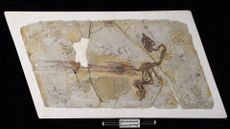 The original fossil of Yuanchuavis, which was found in the Jehol Biota in northeastern China.