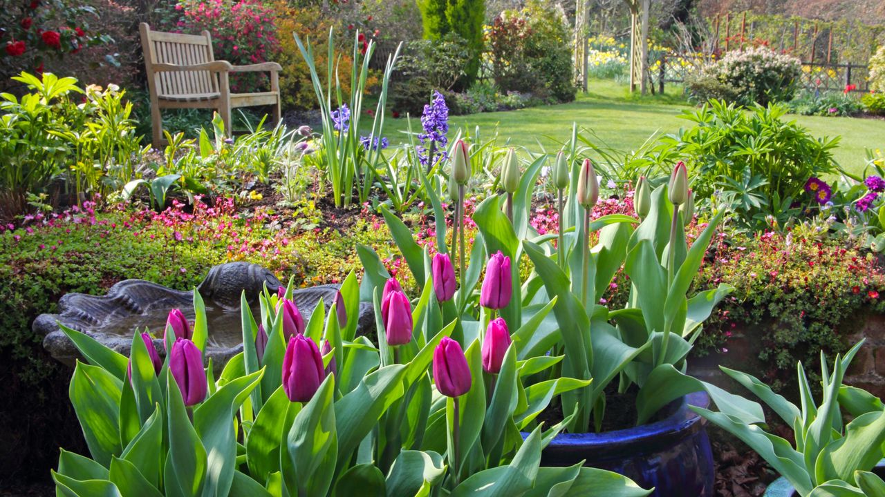 Assortment of flowers in a garden