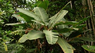 Banana tree