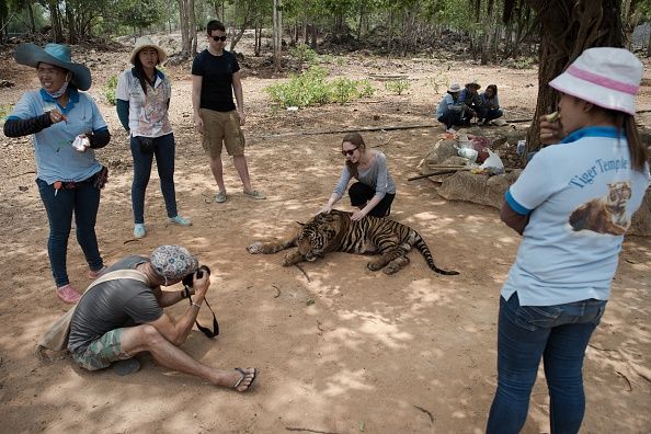 A tourist poses with a tiger at the temple.