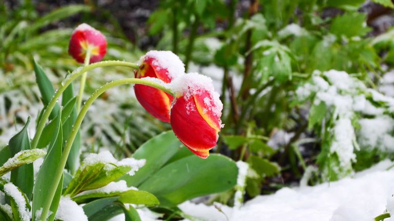 how to protect bulbs from frost: tulips in frost