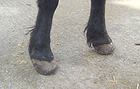 sawn-hooves.jpg