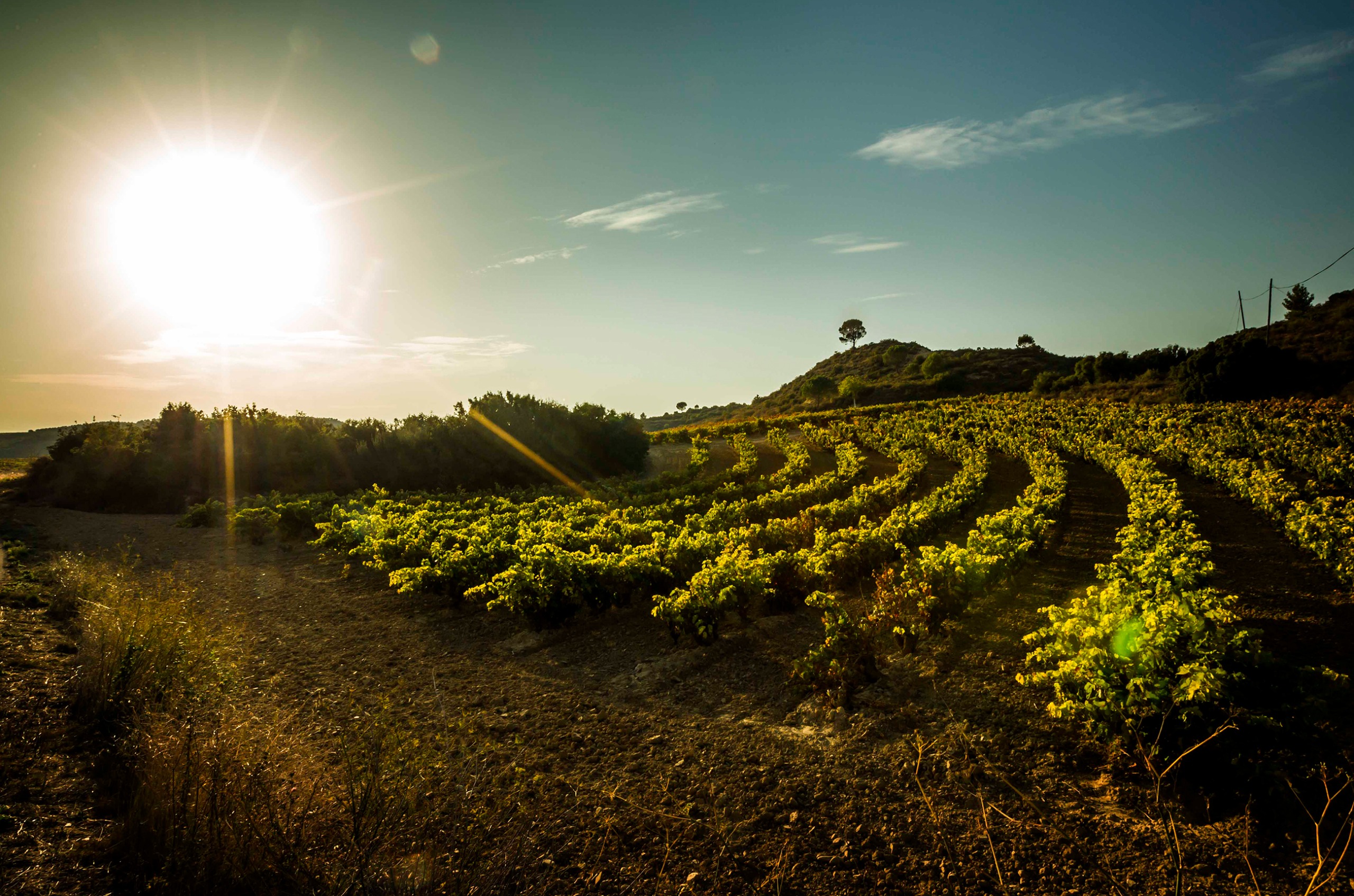 View of vines on slopes under the sun