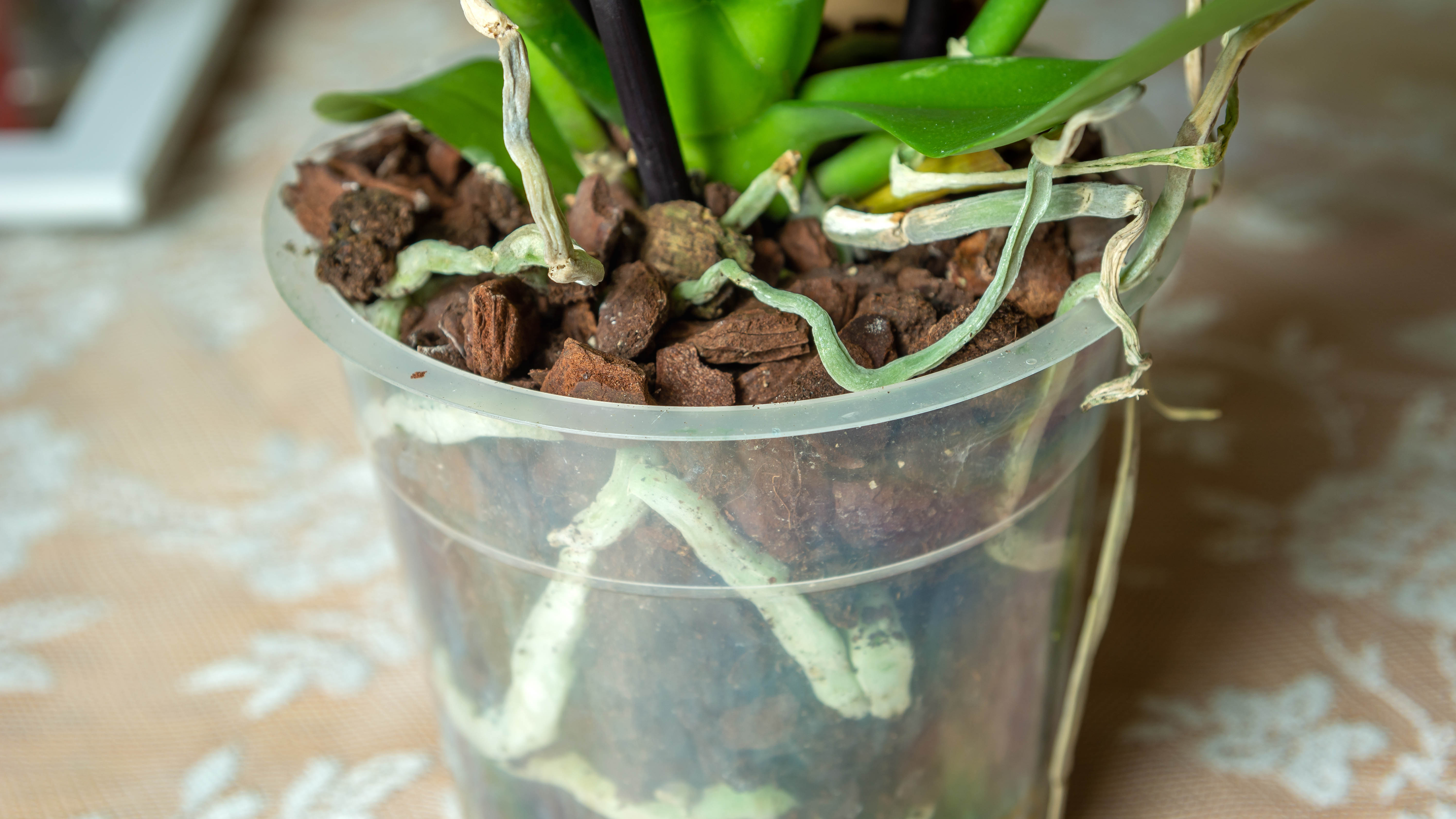 Орхидея в прозрачном пластиковом контейнере с корнями