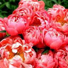 cluster of coral charm peonies in garden border