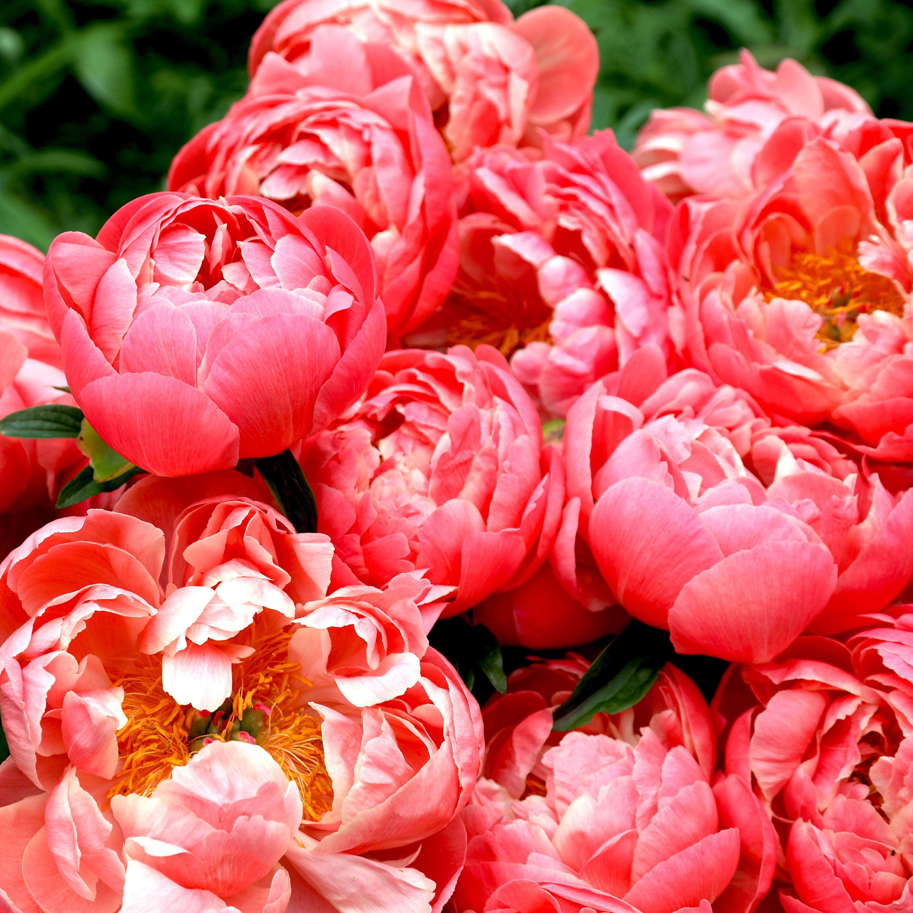 cluster of coral charm peonies in garden border