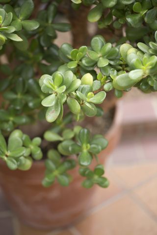 A close-up of a jade plant