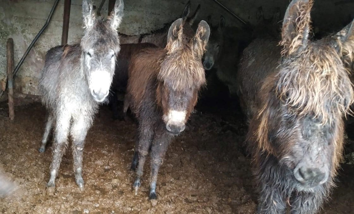 Donkeys Ireland case