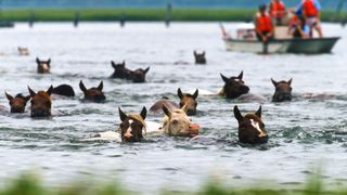 Chincoteague ponies swimming