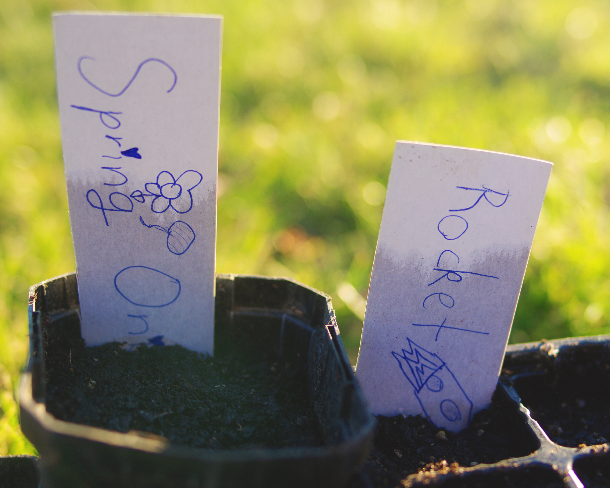 DIY plant labels in pots