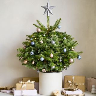Small potted Christmas tree with blue and silver baubles