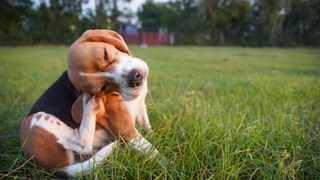 Beagle scratching his ears on the grass, needing the safest flea treatment for dogs