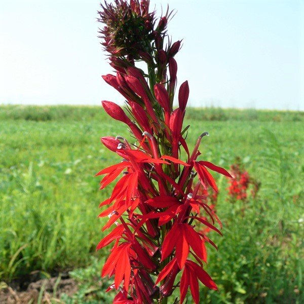 Cardinal Flower - #1 Container