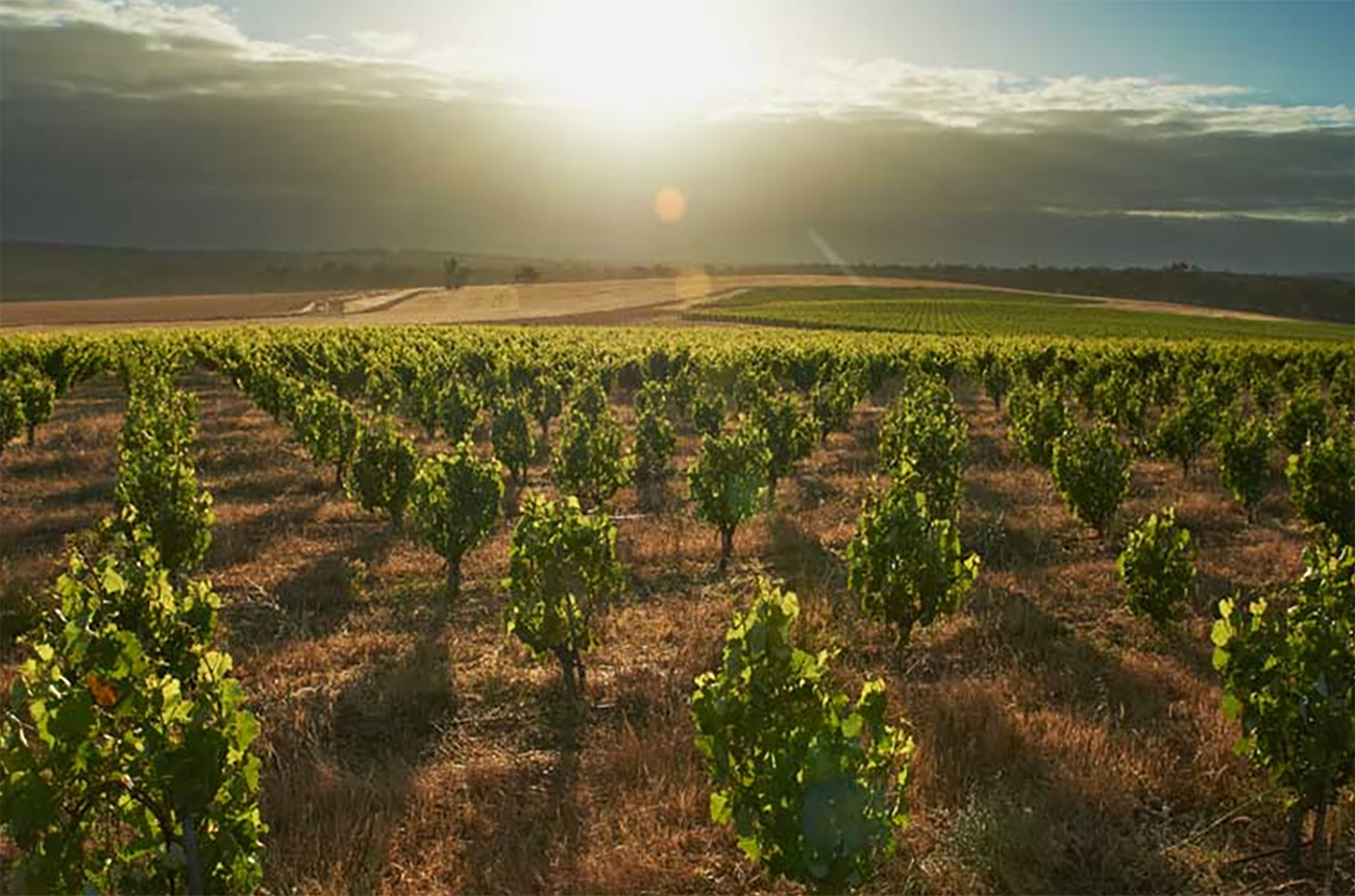 Great Southern wines