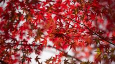 Red maple leaves on white background