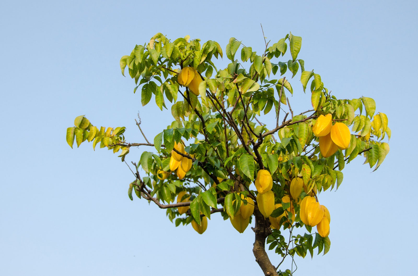 starfruit-propagation-methods-how-to-propagate-a-starfruit-tree