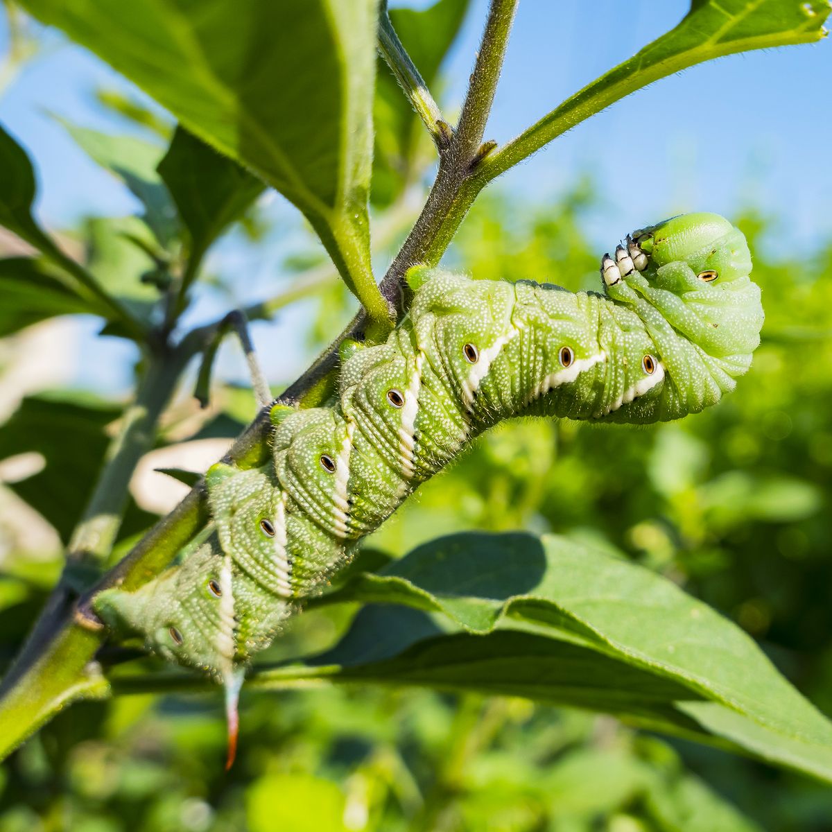 How To Get Rid Of Tomato Hornworms 5 Natural Solutions Gardening Know How