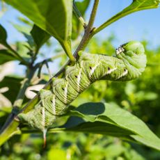 Tobacco hornworm feasting on tomato plants