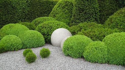 Yew and box domes in an evergreen front garden