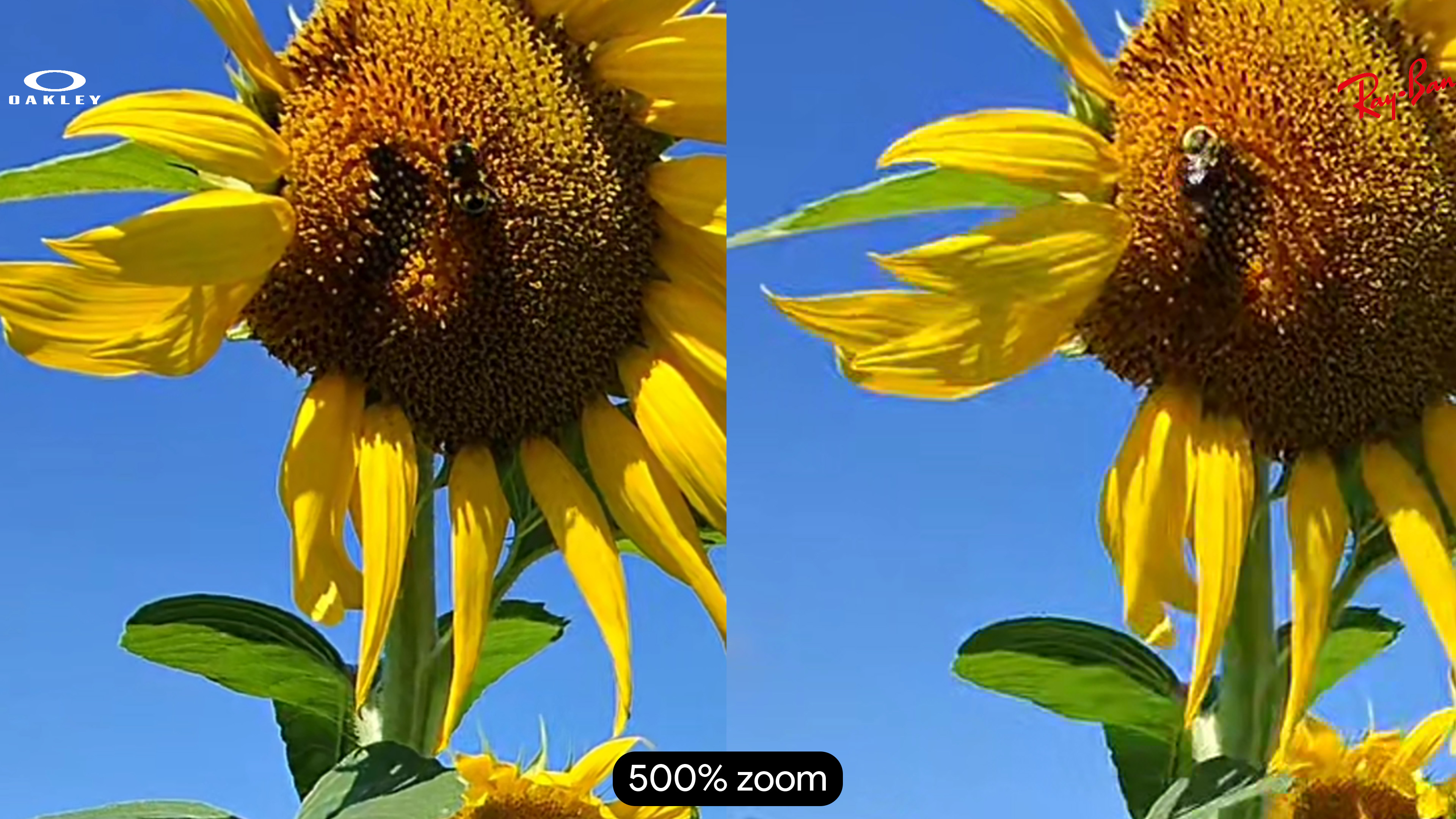 Comparing the video quality of Oakley Meta HSTN and Ray-Ban Meta Smart Glasses in a field of sunflowers