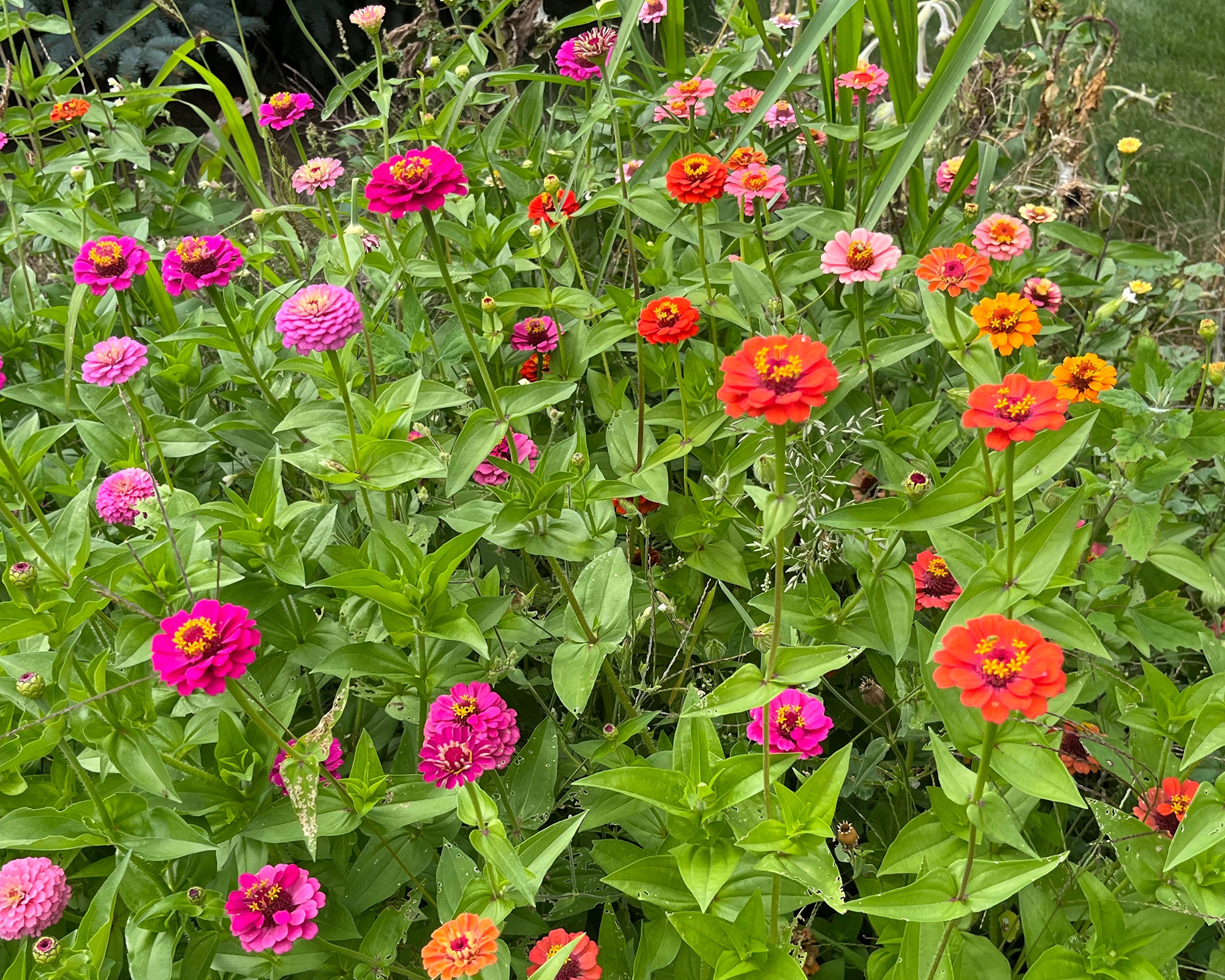 Colorful Lilliput zinnia flowers in full bloom in a lush garden, featuring vibrant pink, red, and orange blossoms surrounded by green foliage in a natural outdoor setting