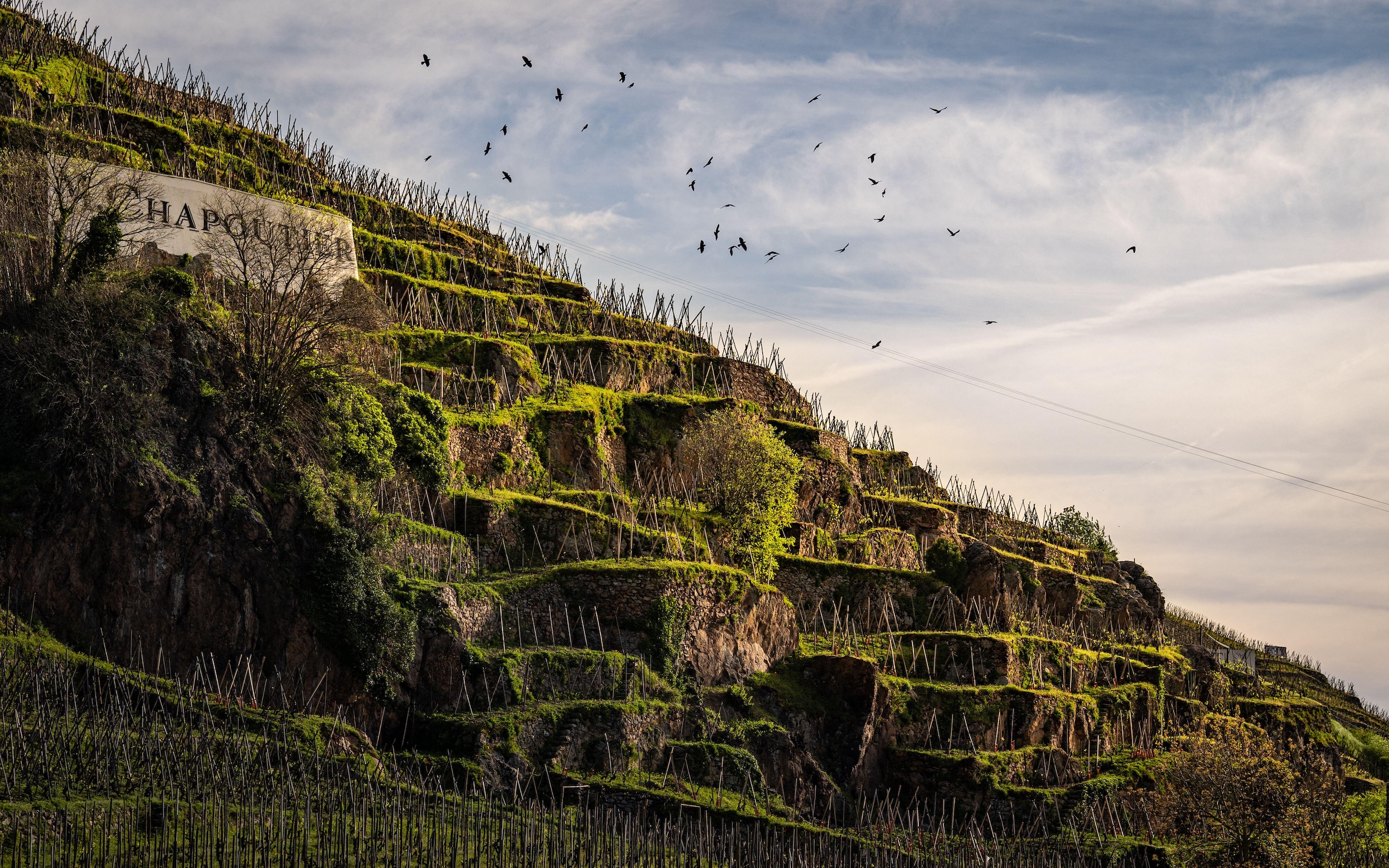 C&ocirc;te R&ocirc;tie vineyards