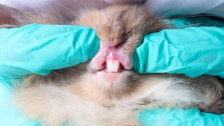 Vet examining rabbit's teeth