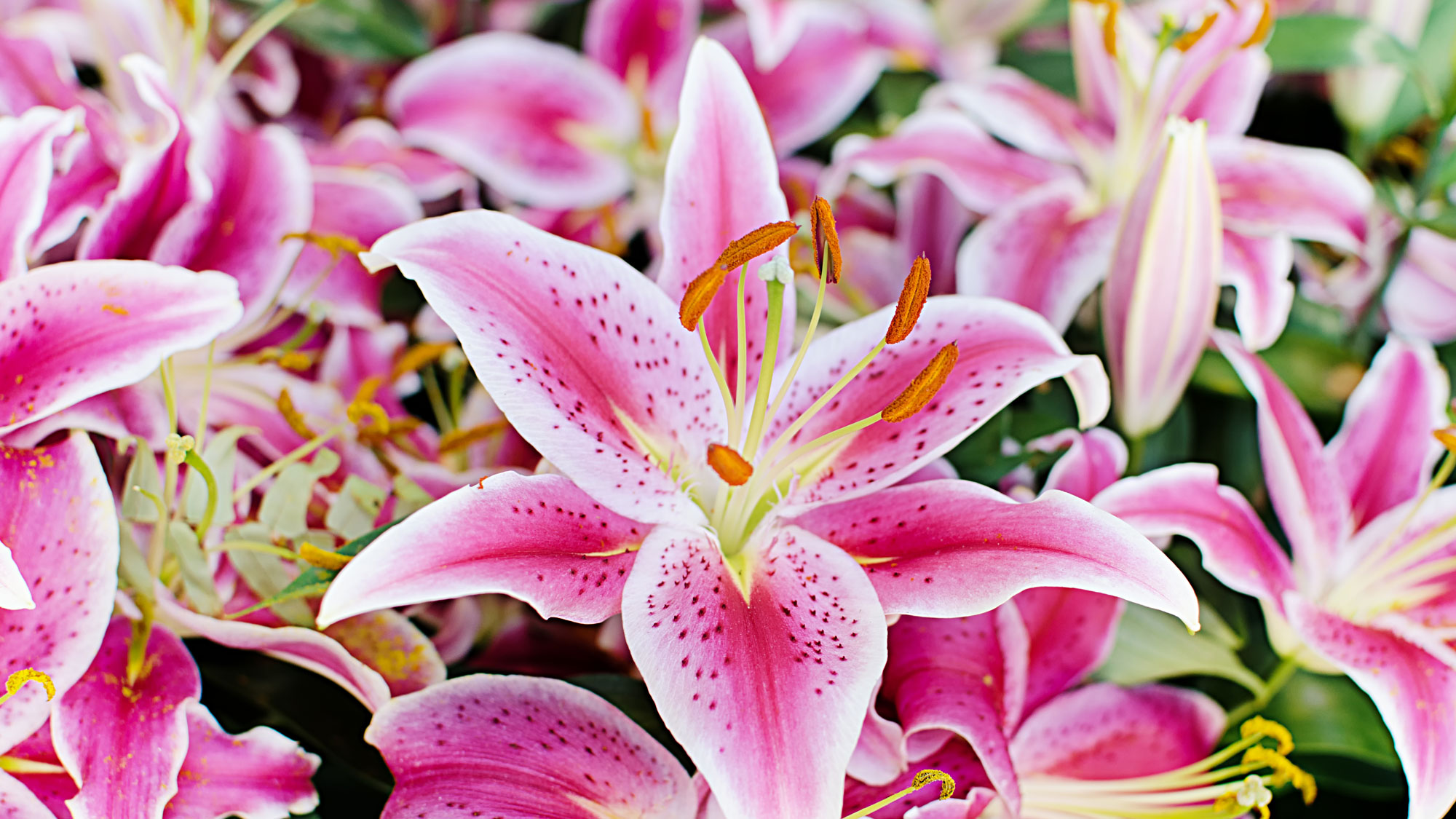 bright pink summer lilies showing large flower heads