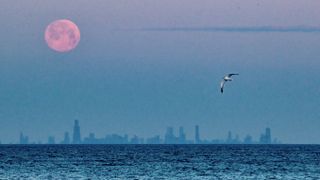 a pale rosy orange moon hangs in a hazy blue sky on the left above the blurred silhouette of a long city skyline on the horizon of an agitated sea. on the right, lower than the moon, a seagull glides, wings curved down like an arch.