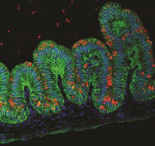 lab-grown Mini-stomach