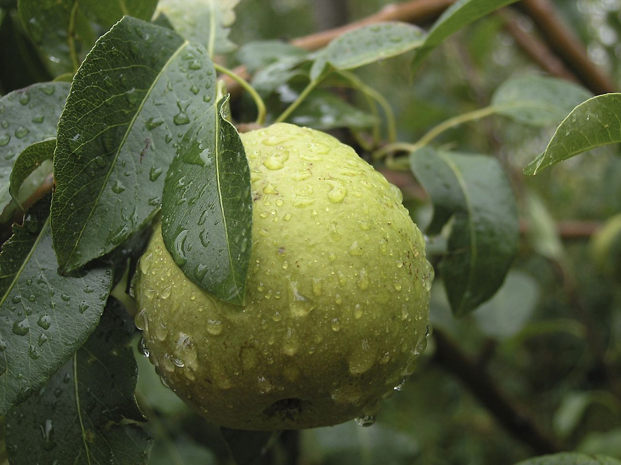 Water Droplets On A Pear Tree