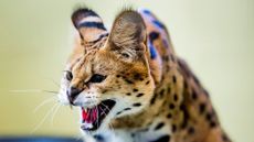 A serval cat growling