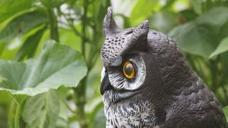 Owl predator decoy in garden