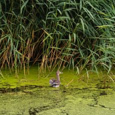 Duck swimming on pond with duckweed