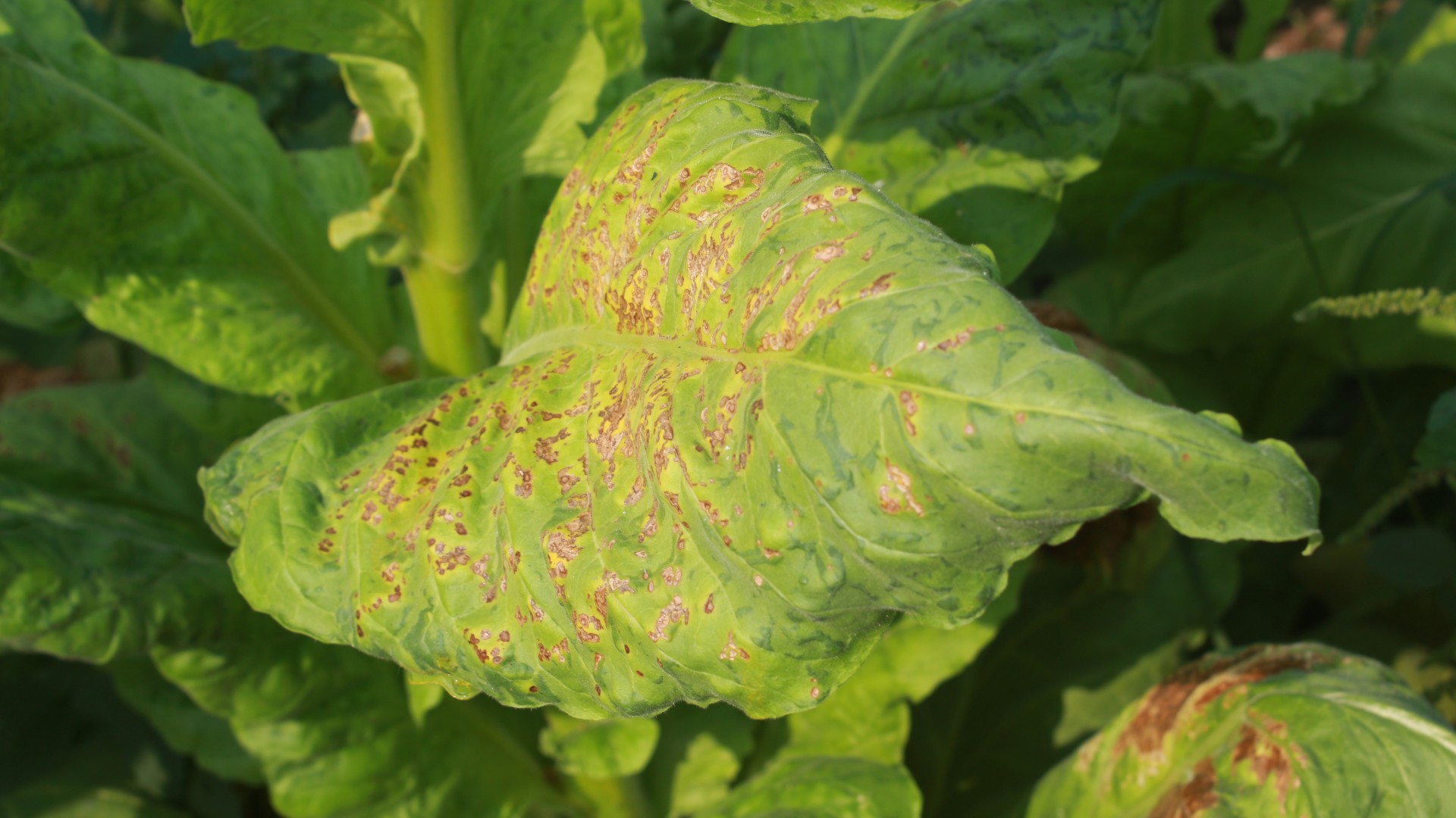 A close up of a big green leaf covered in dark brown spots showing that it is infected with the tobacco mosaic virus.