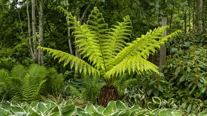 Tree fern and hostas in a garden