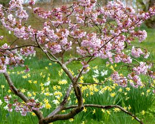 small Japanese flowering cherry tree