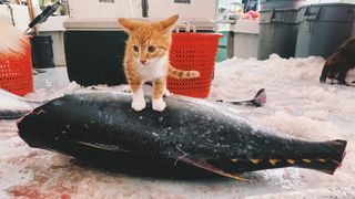 Marlin the swimming cat sitting on a dead fish on board a fishing trawler