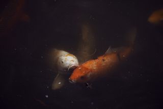 Two koi carp seen underwater, one orange, one white