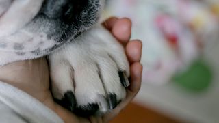 Dog paw in human hand