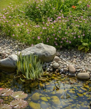 wildlife pond with pebbles