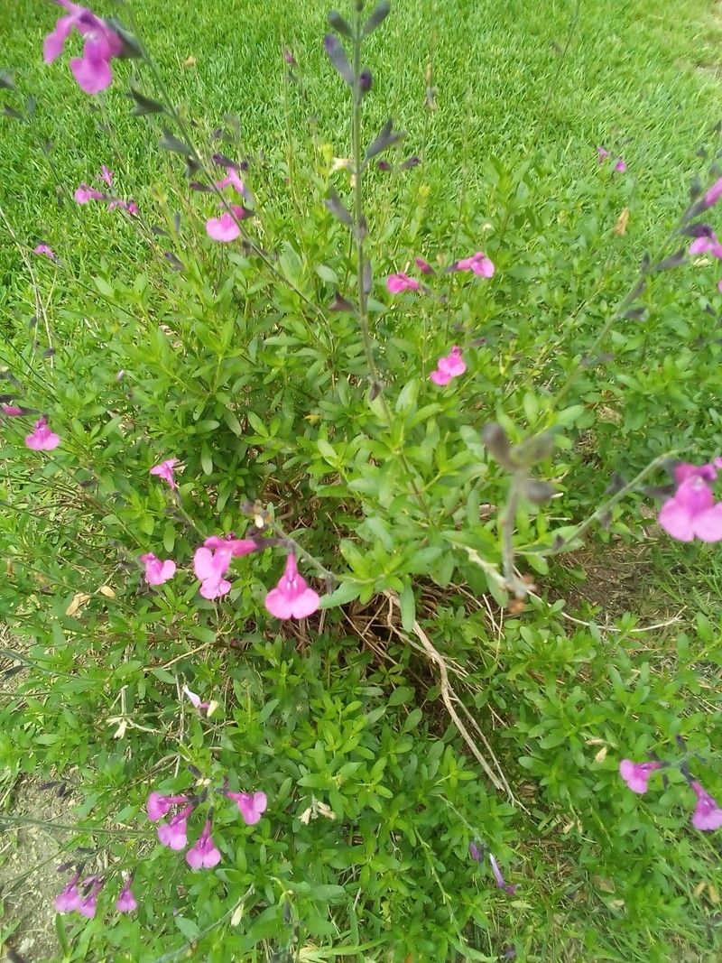 Amazon Fire Hd 10 2021 Camera Sample 8