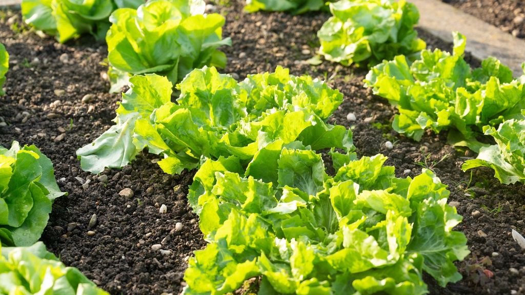 lettuce growing in garden 