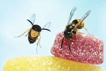 Bees on sweets with Dr Hutch's face