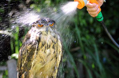 Owl having a shower