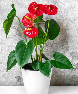 red Anthurium plant in a white pot