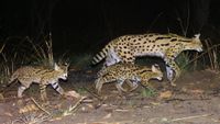Panthera camera trap footage of servals